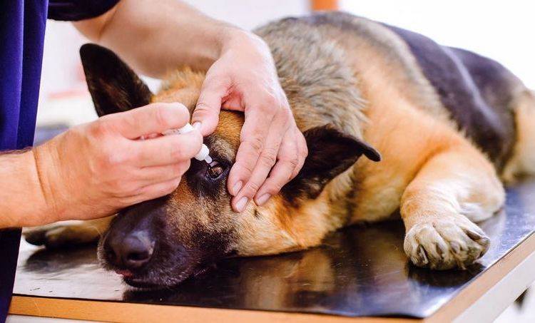 Кератоконъюнктивит у собак: лечение сухих глаз, симптомы, чем лечить в домашних условиях