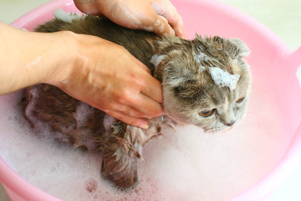 Как часто мыть кошку: купание кошки