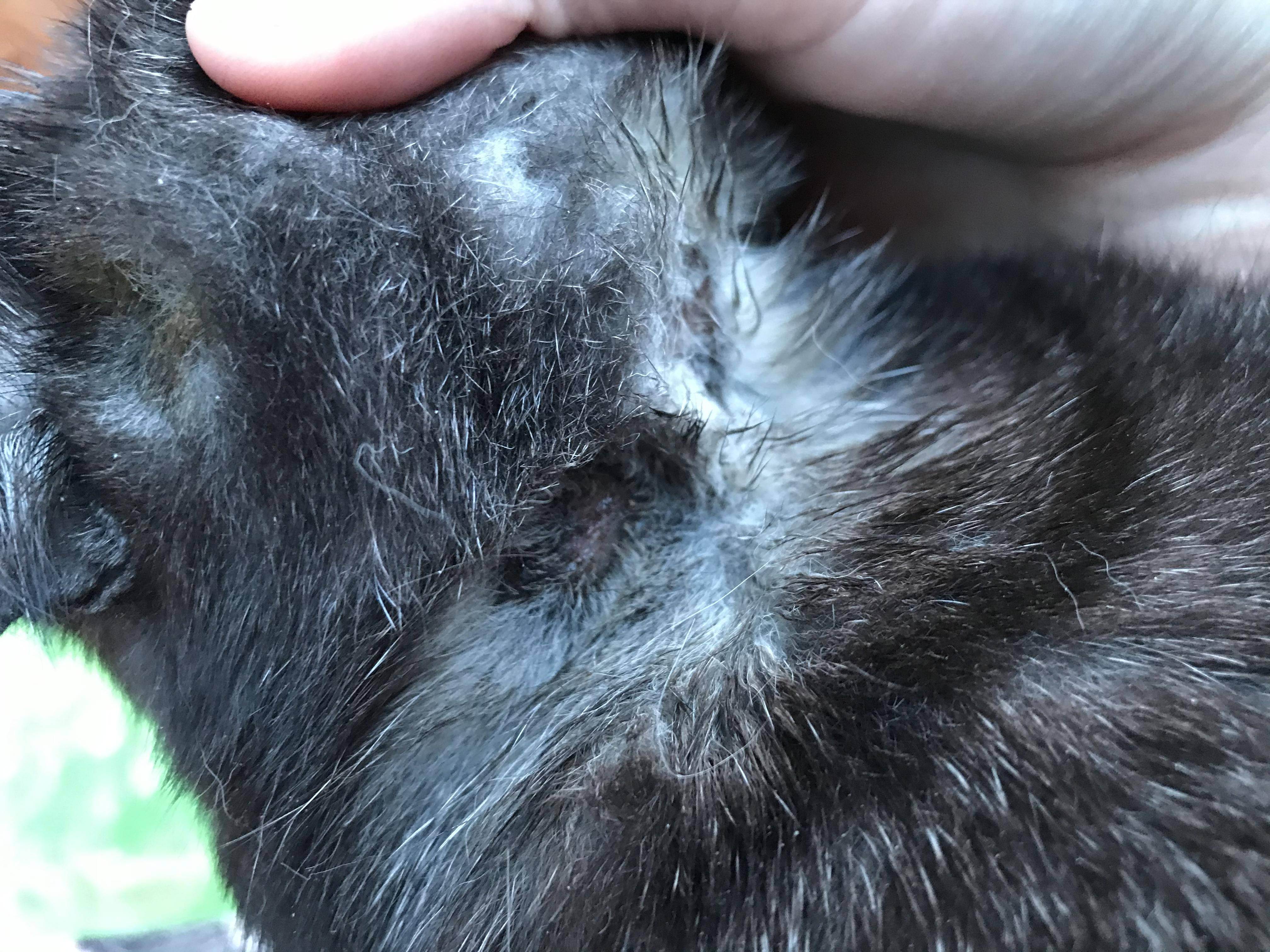 Лечение дерматита у кошек | муркоша