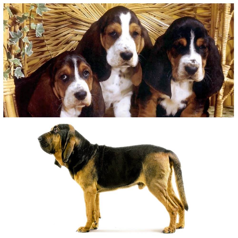 Собака бладхаунд - характеристика породы и особенности содержания