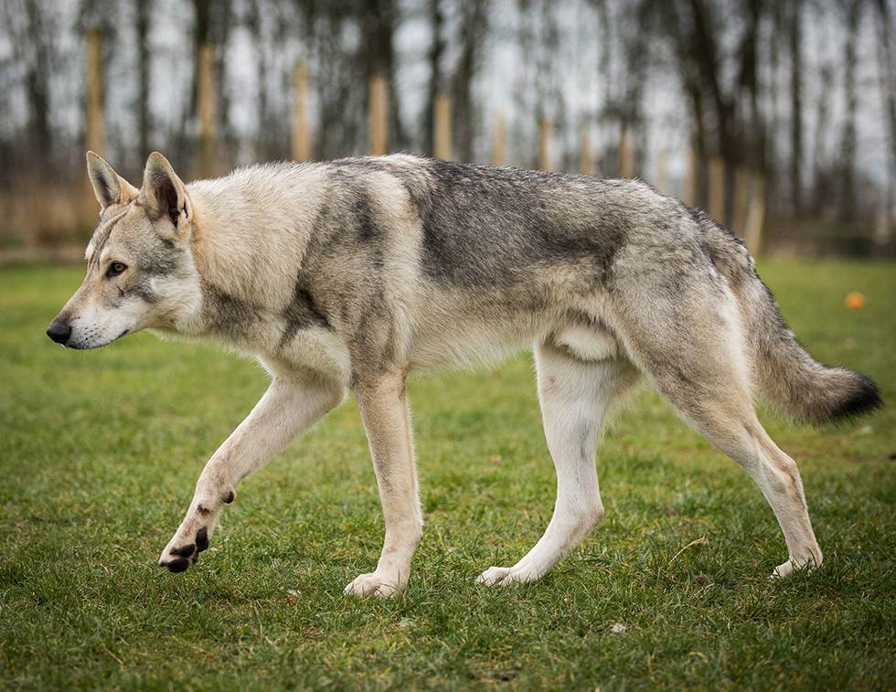 Собака похожая на волка: описание признанных и непризнанных пород