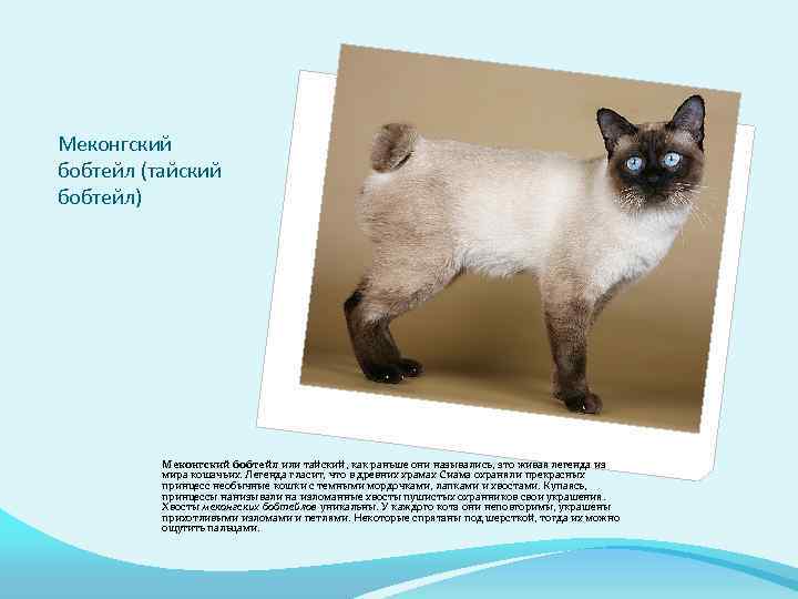 Порода кошки меконгский бобтейл: характеристики, фото, характер, правила ухода и содержания - petstory