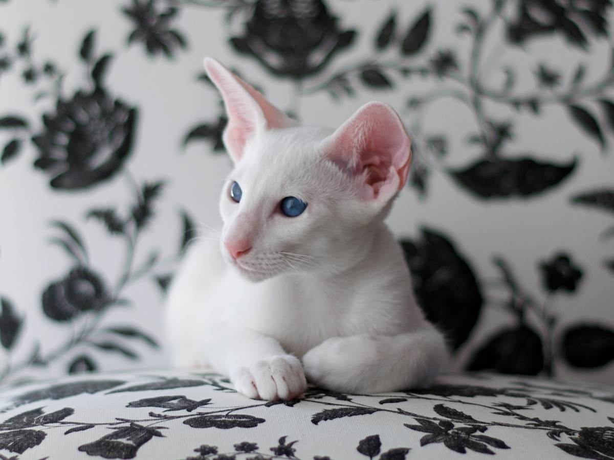 10 пород белых кошек и пород от аборигенных белянок до титанических трудов селекционеров