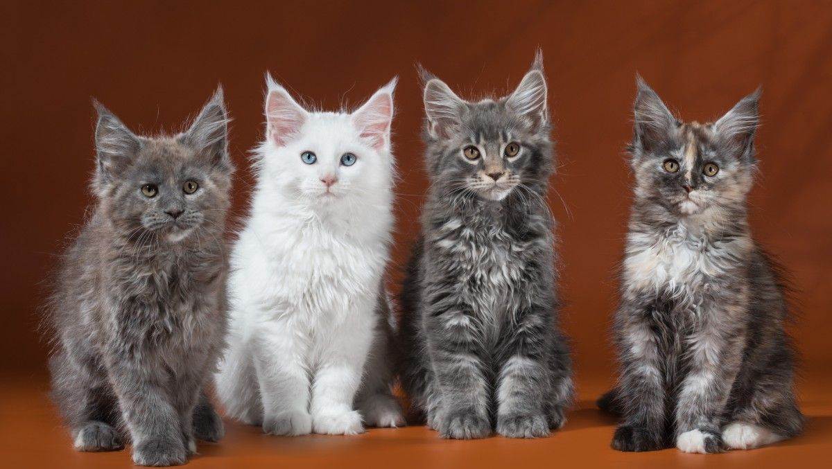 Самые добрые породы кошек — описание и фото
