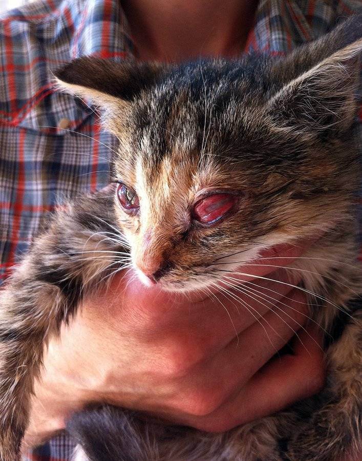 Кальцивироз у кошек: симптомы, схема лечения в домашних условиях