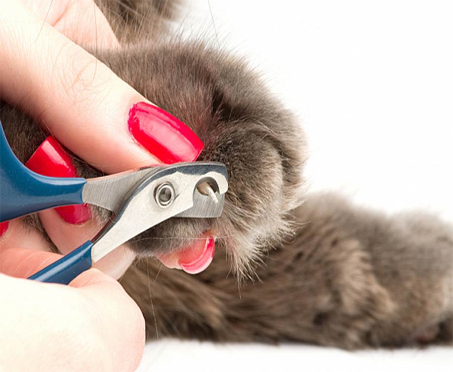 Можно ли кошке стричь когти, для чего и как правильно, альтернативные решения