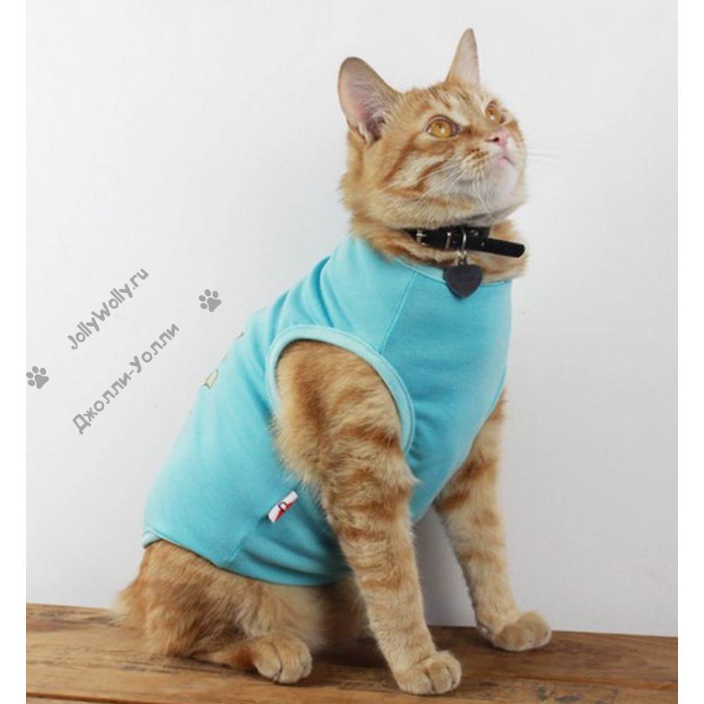 Как сделать одежду для кошки самостоятельно