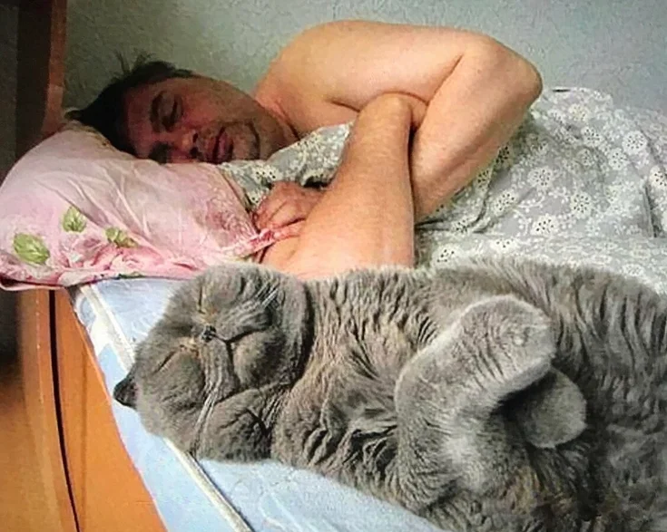 Если кошка спит на кровати хозяина, что гласит примета, если она в ногах и если над головой - rsute