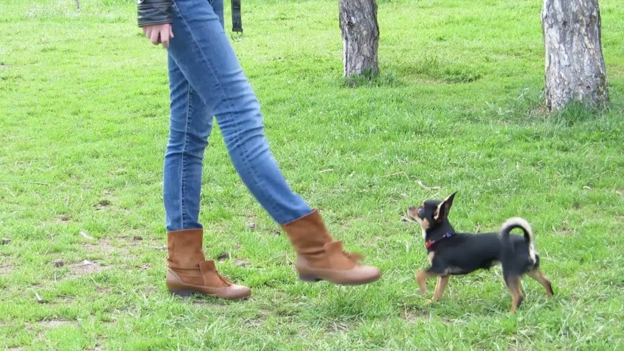 Дрессировка чихуахуа в домашних условиях, с чего начать и как научить собаку выполнять команды (видео)