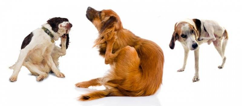 Почему возникает зуд у собаки, если нет блох: эктопаразиты, стресс и кожные заболевания