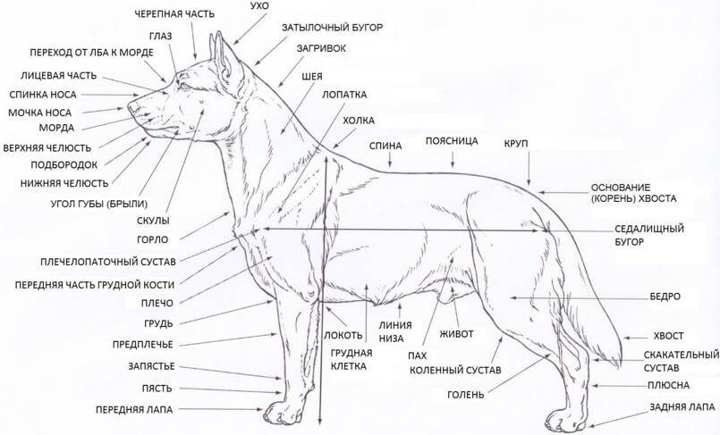 Области тела собаки схема