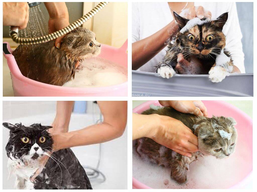 Купание кота: рекомендации для банных процедур