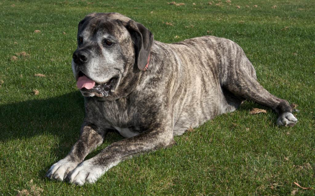 Самые известные большие собаки: название пород, фото, основные характеристики крупных псов
