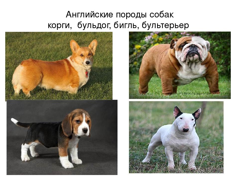 Породы собак с фотографиями и названиями