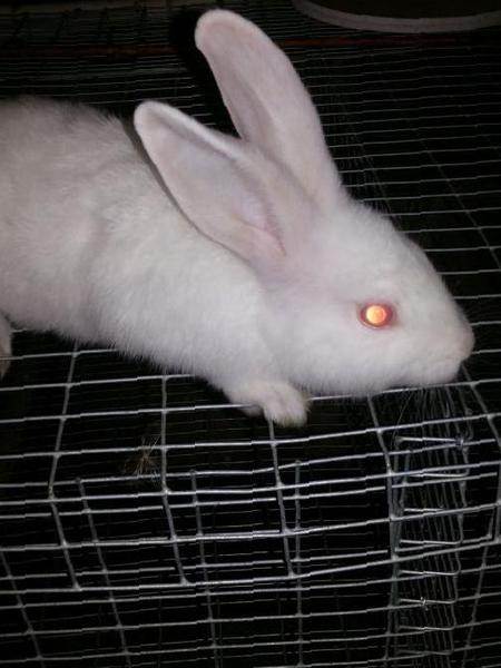 Кролик белый великан описание породы, кролик альбинос (фото)