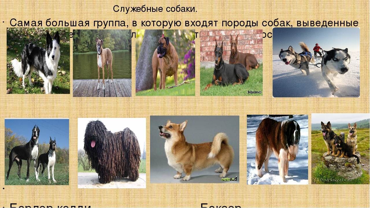Красота и сила: русские породы собак