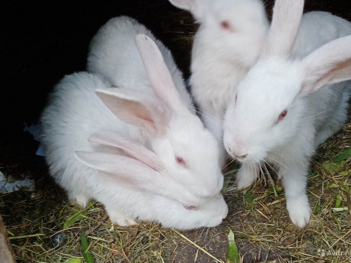 Кролики, порода белый великан. описание, разведение и содержание в домашних условиях