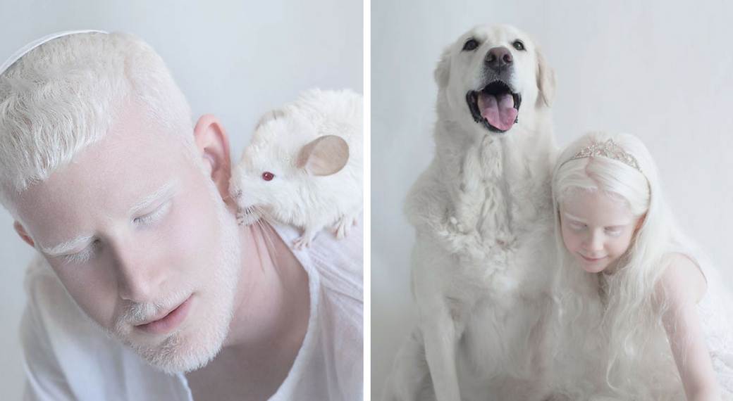 Доберман — порода собак — фото и описание породы, щенки, дрессировка, покупка. часть 1