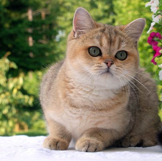 Порода кошек британская шиншилла, длинношерстное чудо с зелеными глазами и спокойным характером