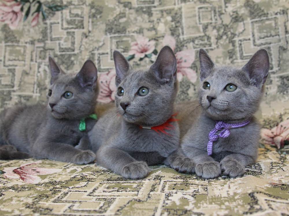 Питомники кошек различных пород в санкт-петербурге