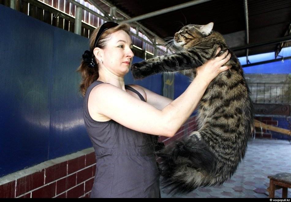 Cамые большие домашние кошки: размер имеет значение