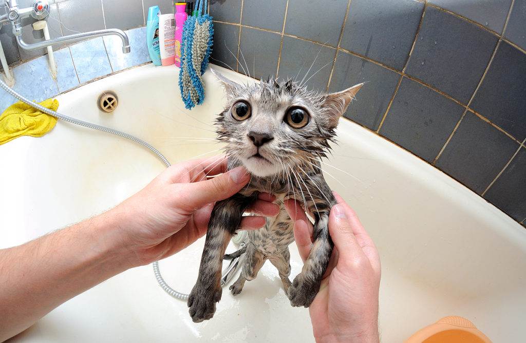 Почему кошки и коты боятся воды | как купать