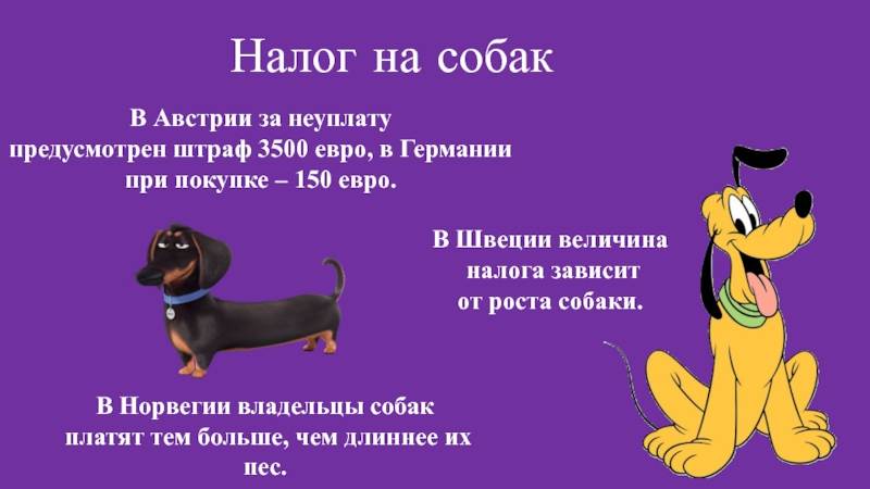 Налог на домашних животных в россии в 2022 году - последние новости о новом законе