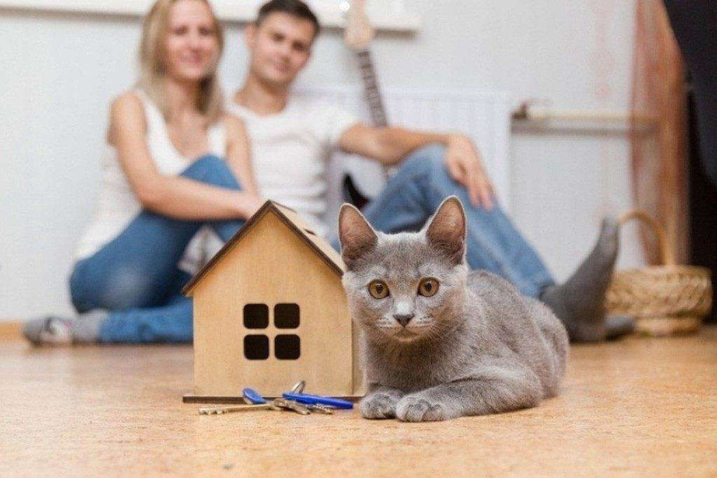 Как адаптировать кошку или кота к новому дому или квартире