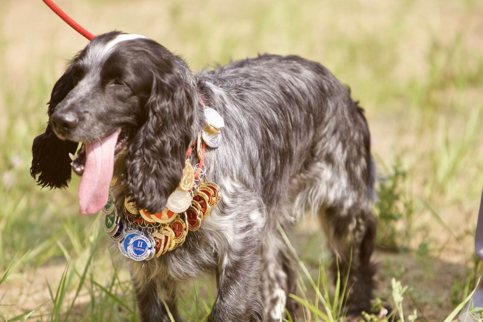 Русский охотничий спаниель (фото): самая популярная собака для охоты - kot-pes