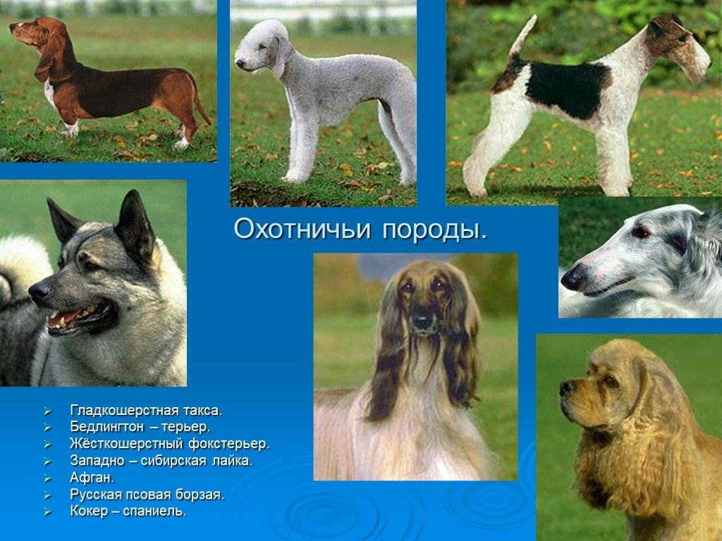 Маленькие породы охотничьих собак: названия, описания и фото