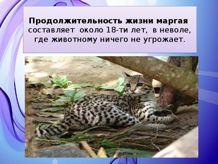 Виверровый кот рыболов: описание характера и внешности дикой кошки, образ жизни и фото