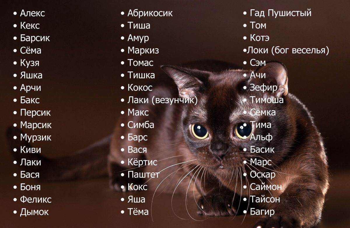 Смешные имена для кошек: прикольные и забавные имена для котят +видео
