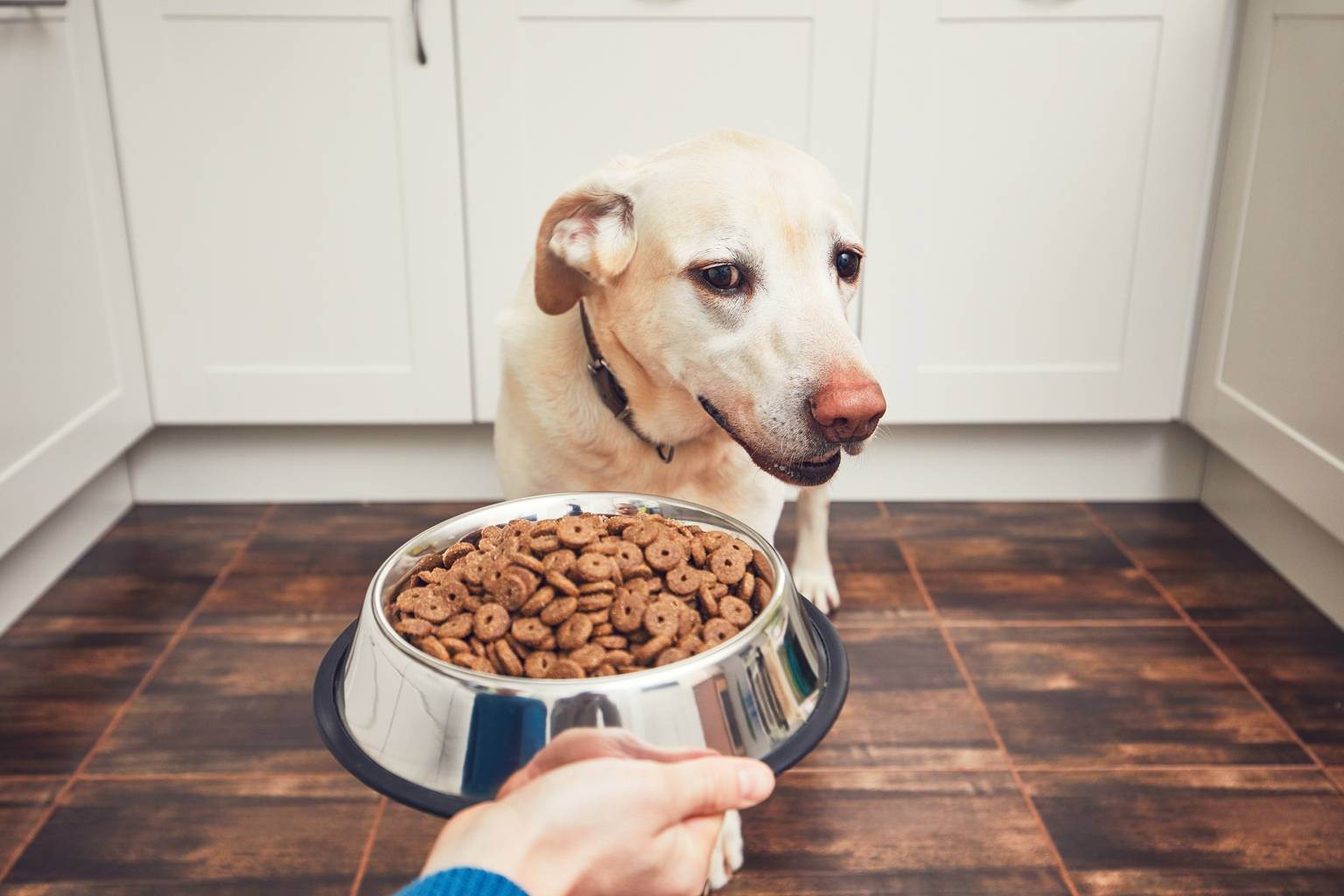 О том, чем лучше кормить собаку: натуральной пищей или сухим кормом