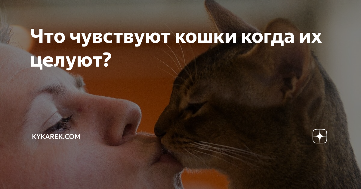 Можно ли целовать домашних кошек в морду - oozoo.ru