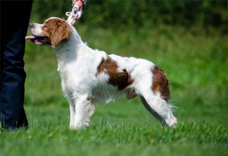 Характеристика собак породы бретонский эпаньоль с отзывами и фото