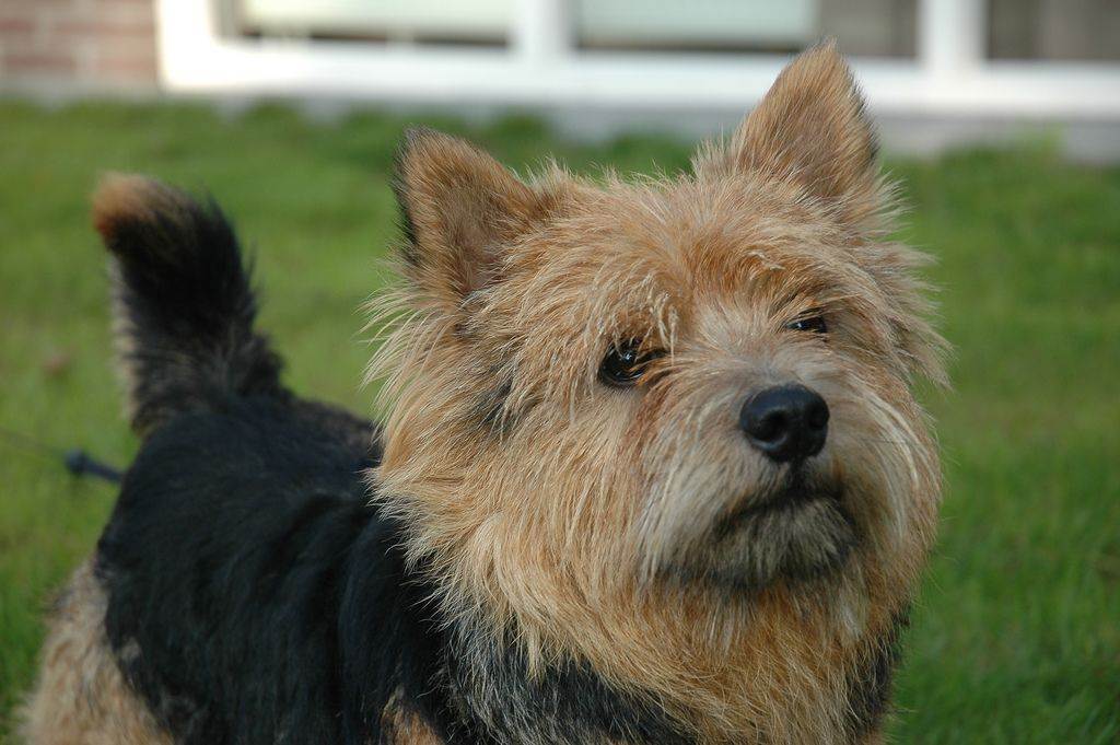 Порода собак норвич-терьер: характеристика породы, содержание и уход, отзывы