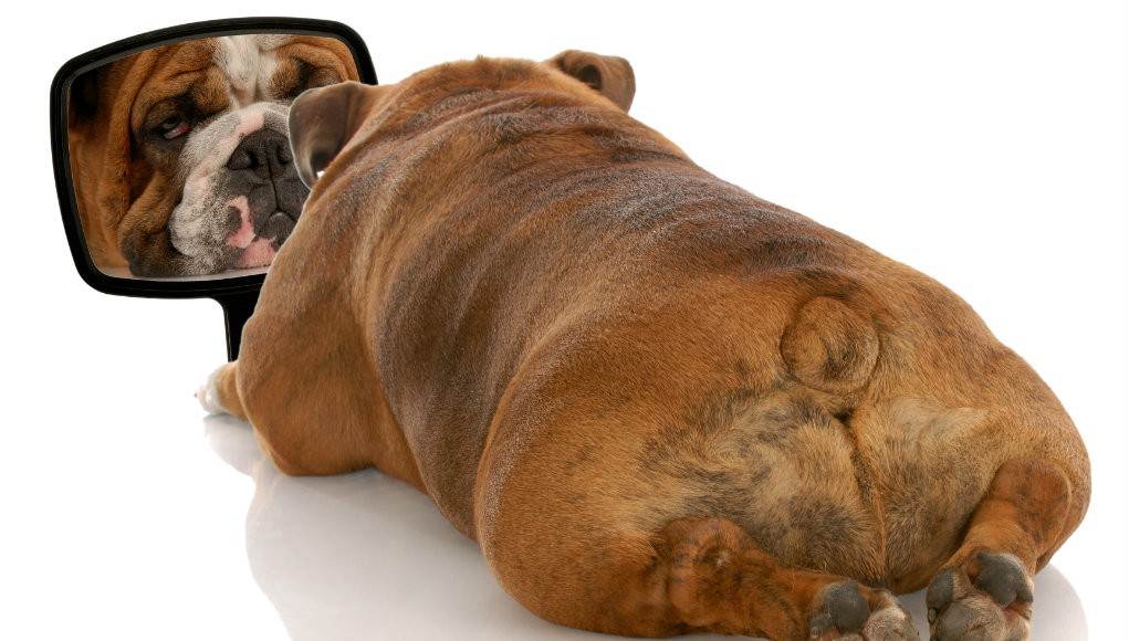 Ожирение у собак: симптомы, лечение, последствия без вмешательства, диета и корм