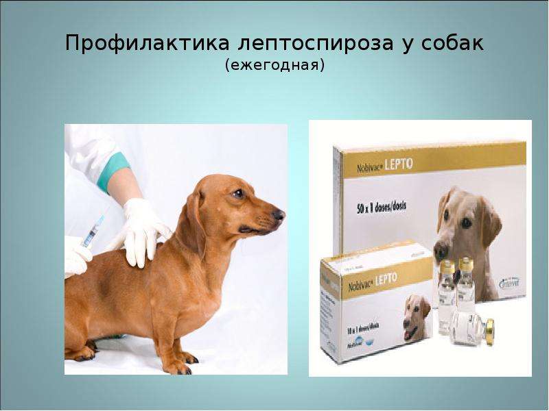 Лептоспироз у собак – описание, симптомы, лечение, профилактика
