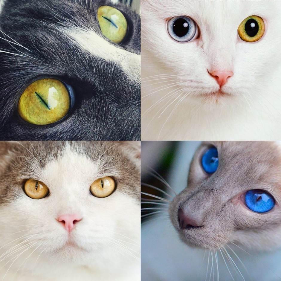 Как кошки видят окружающий мир: особенности зрения кошек и их выдающиеся способности