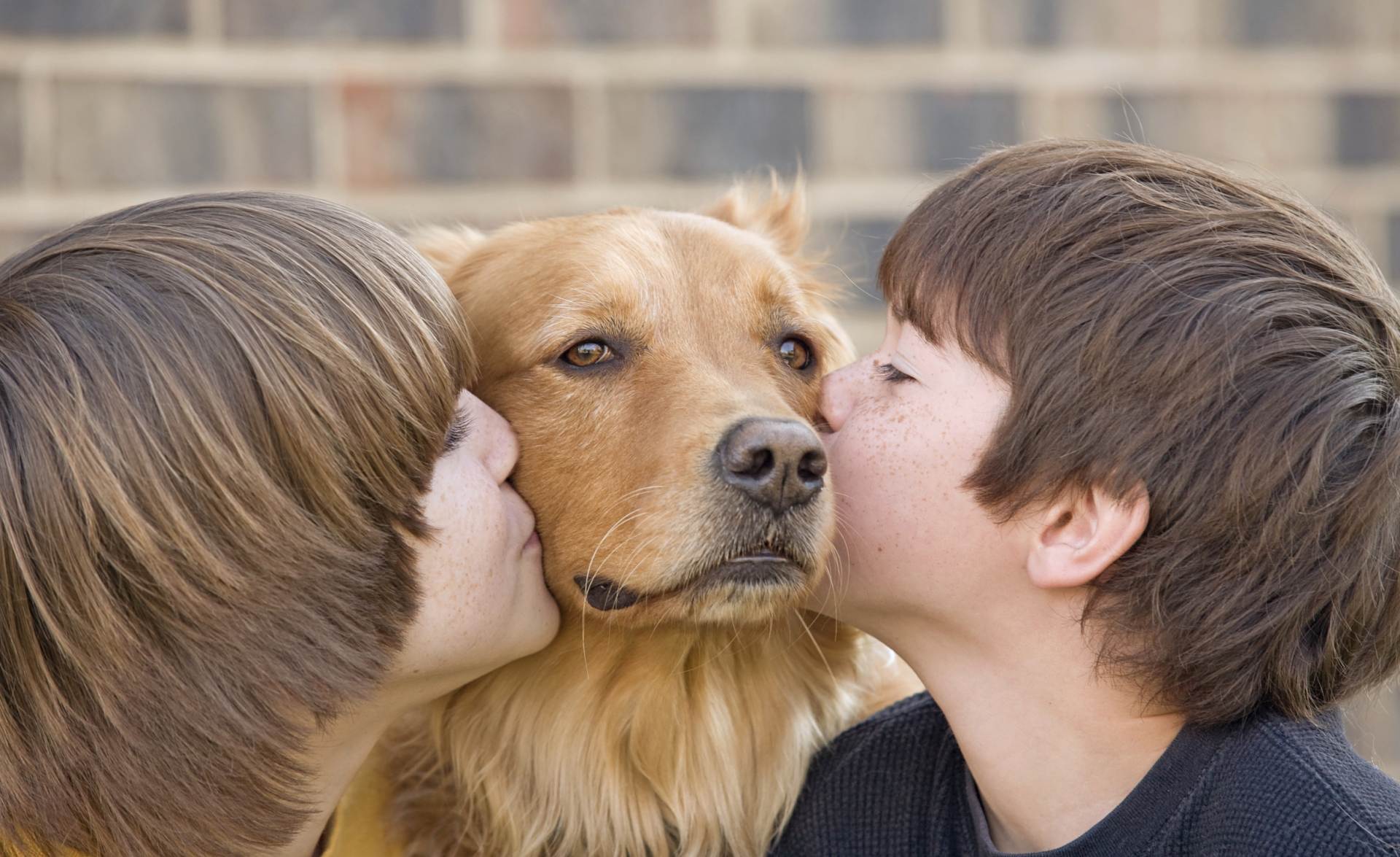 Десять признаков того, что ваша собака очень счастлива! | сообщество «домашние и дикие животные» | для мам