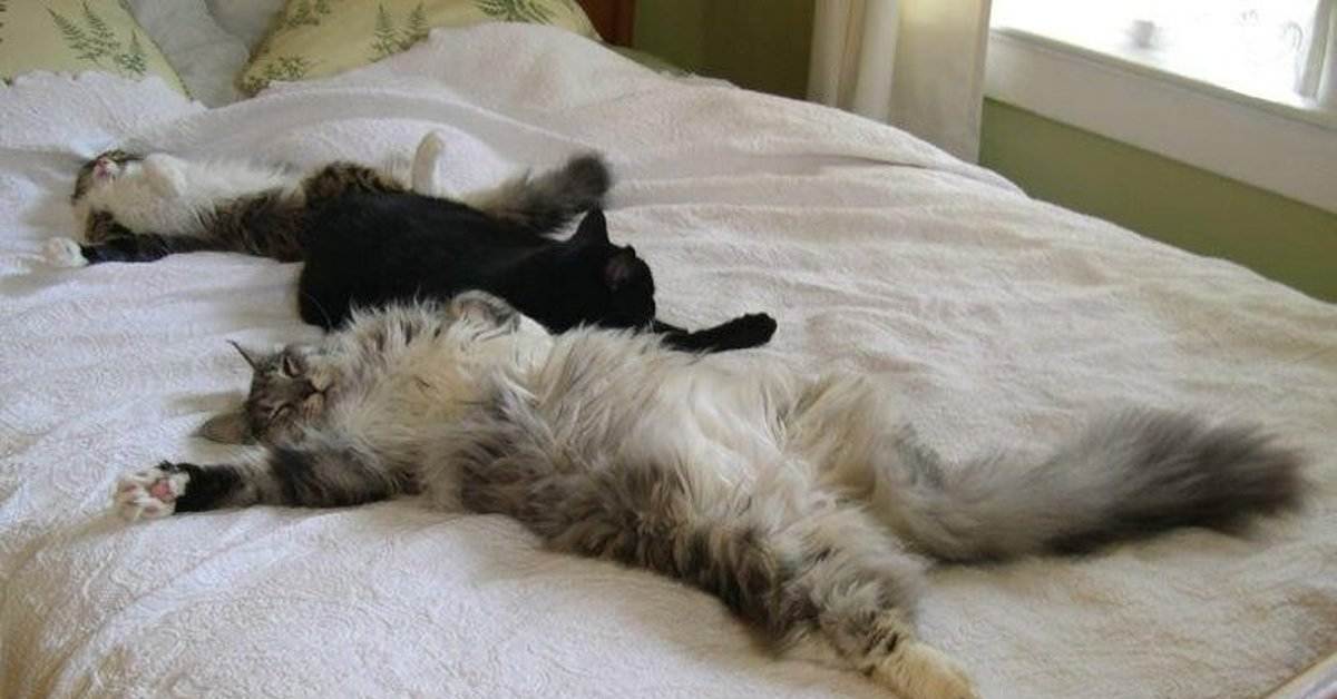 Почему кошки падают на спину перед хозяином и показывают живот: повадки животного и поведение человека