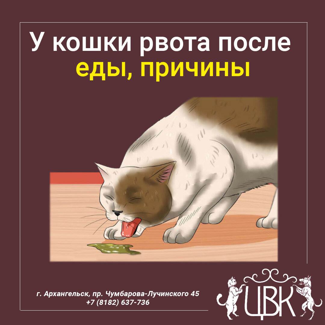 Если кошку рвет, что делать? | блог ветклиники "беланта"