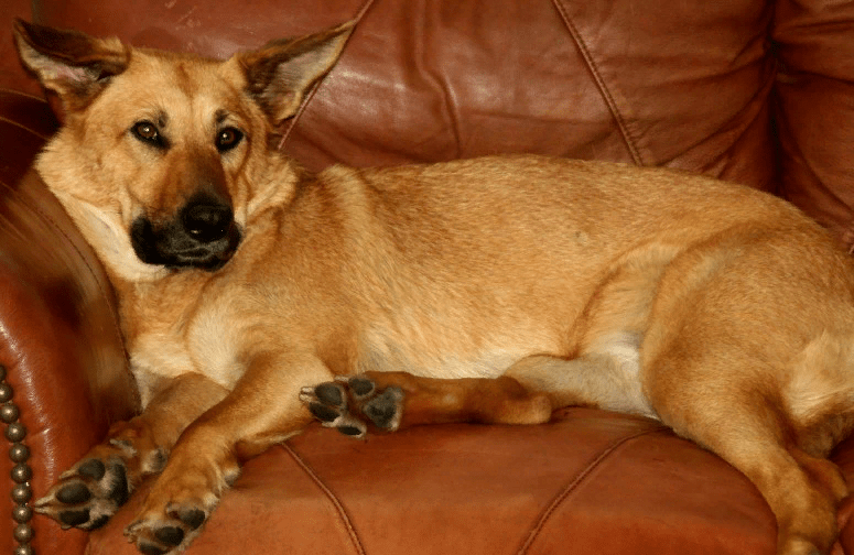 Чинук: 115 фото и видео описание породы. видео советы по уходу владельцев собак и кинологов