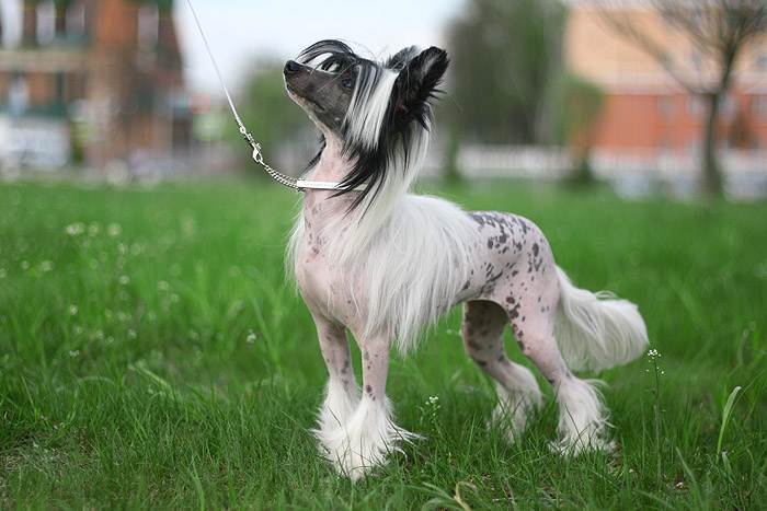 Китайская хохлатая собака пуховая: описание породы, фото собаки, содержание