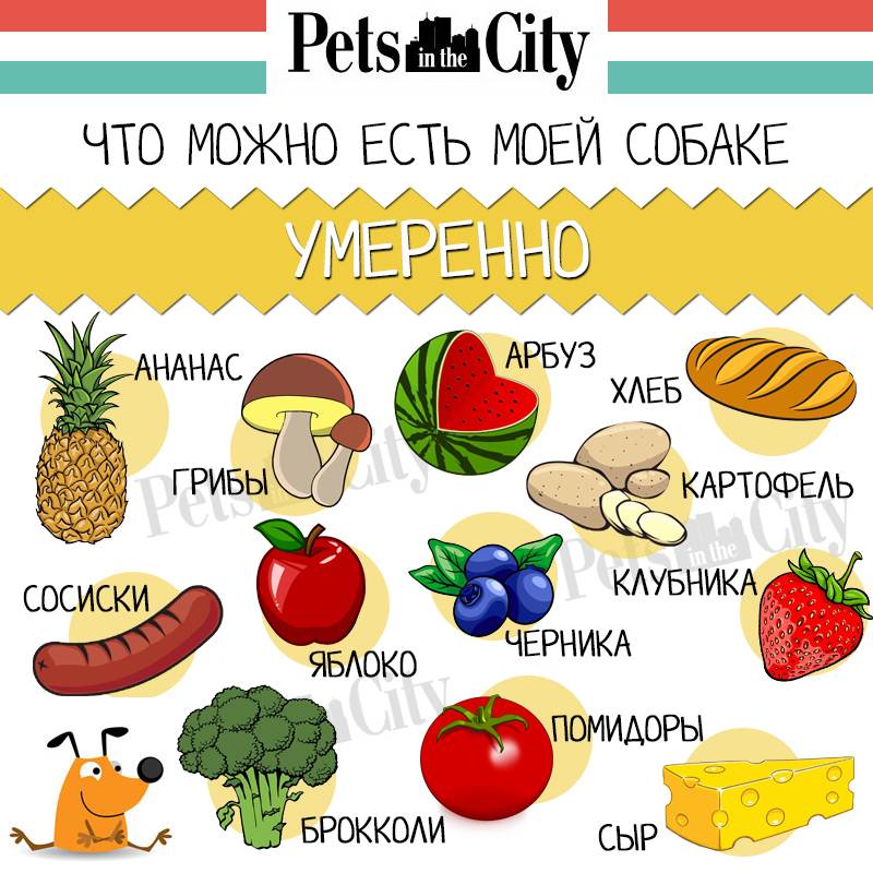 Какие фрукты и ягоды можно собакам | dogkind.ru