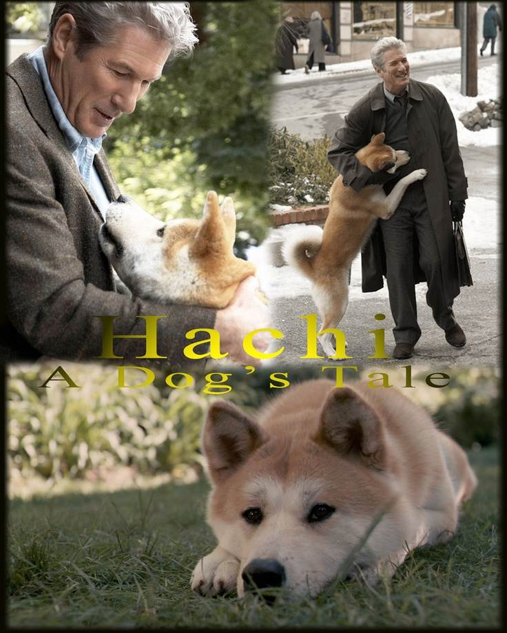 Собака хатико: реальная история, фото, название породы и фильмы
