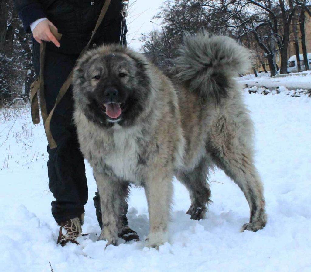 Кавказская овчарка или кавказский волкодав - фото и описание породы