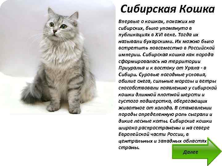 Причины агрессивного поведения. сибирская кошка