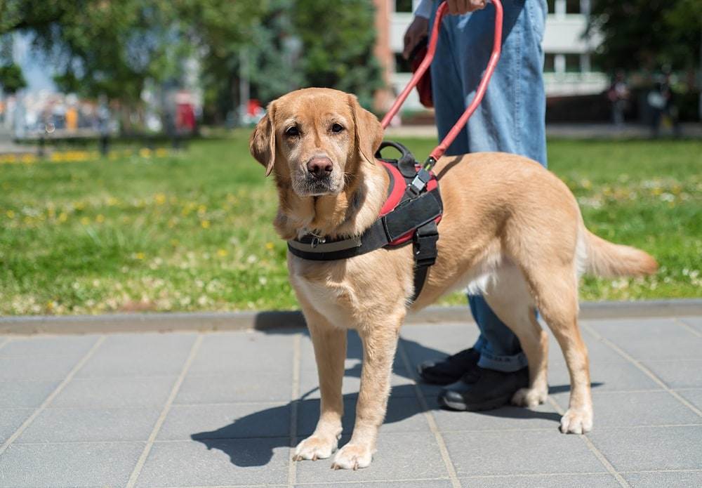 Собака-поводырь: фото и видео собак для слепых, подготовка и обучение собак-поводырей