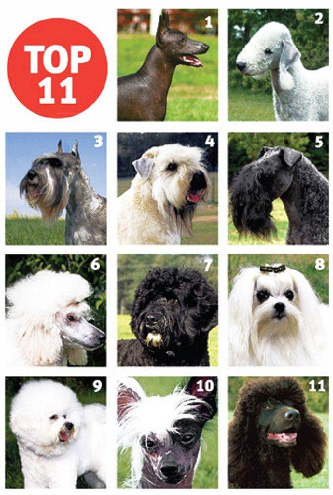 Топ 15 пород собак для аллергиков: гипоаллергенные породы - pusiki